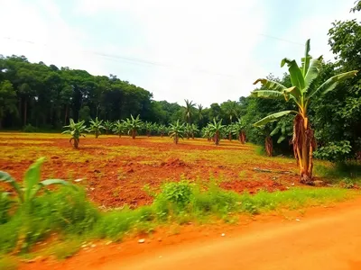 Terrain agricole de 2 hectares à Ntoum · Ntoum