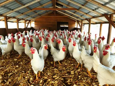 Poulets de chair prêts à abattre, 45 jours · Ntoum