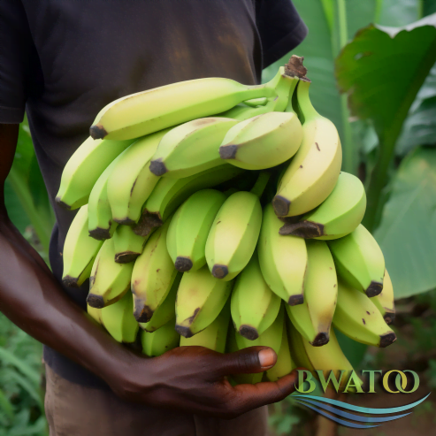 Premium Bulk Plantain Bananas: The Best of African Harvests