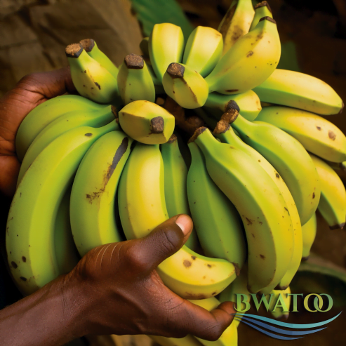 Premium Bulk Plantain Bananas: The Best of African Harvests