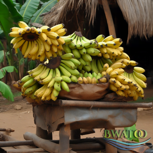 Premium Bulk Plantain Bananas: The Best of African Harvests