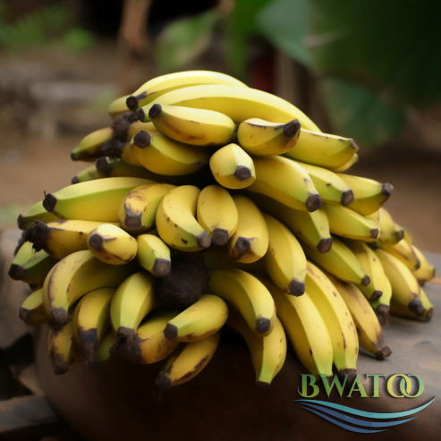 Premium Bulk Plantain Bananas: The Best of African Harvests